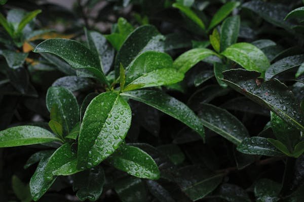 Le laurier en latin : tout ce que vous devez savoir