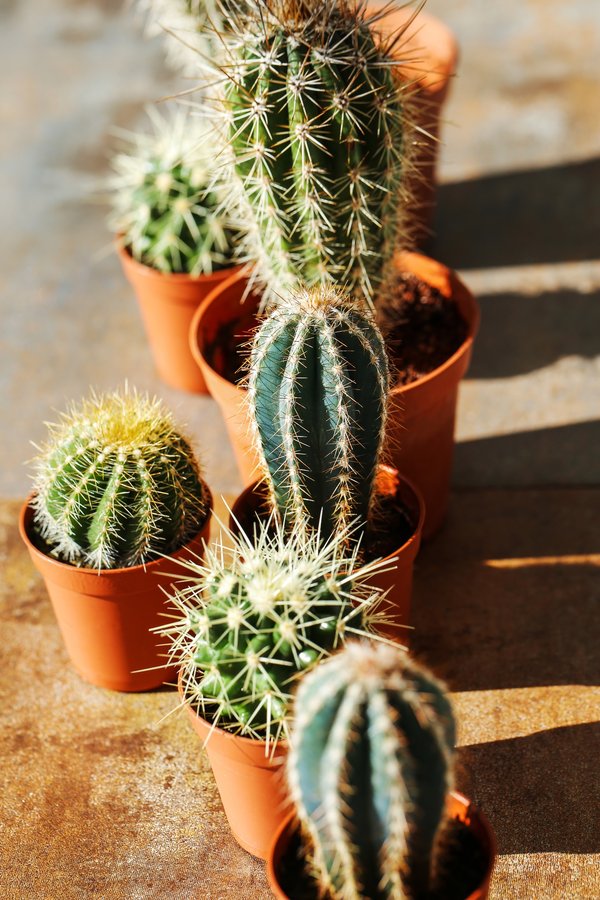 Les secrets des cactus à Paris : une expérience unique à vivre.