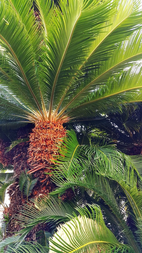 Découvrez les bienfaits du gel de cycas revoluta