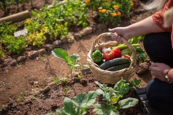 Alimentation à Toulouse : astuces pour un jardin fructueux